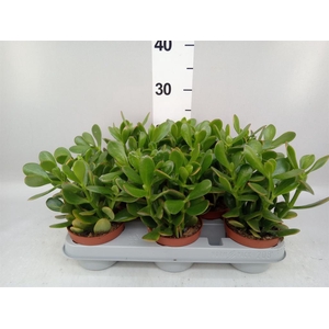 Crassula ovata 'Sunset'