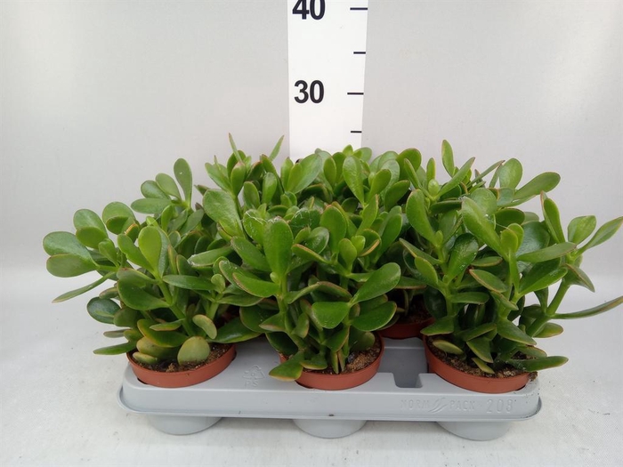 <h4>Crassula ovata 'Sunset'</h4>