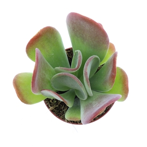 Kalanchoe NF   ...