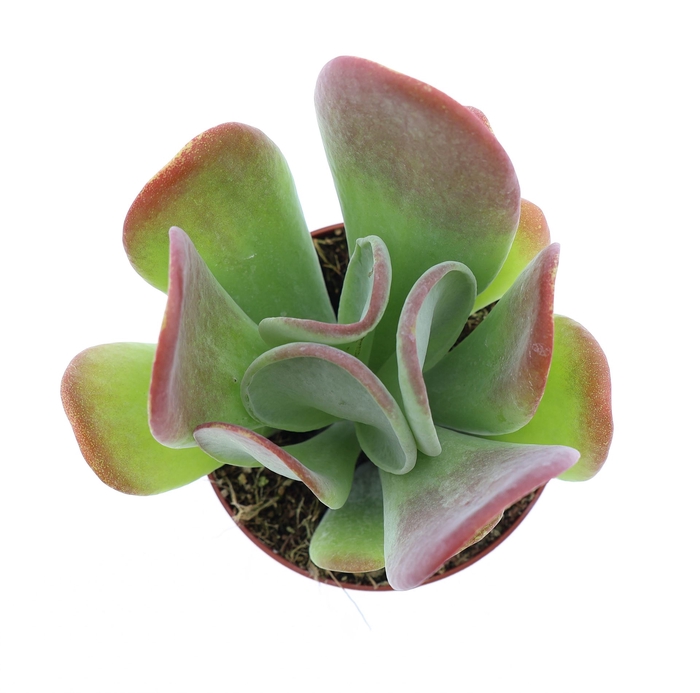 <h4>Kalanchoe NF   ...</h4>