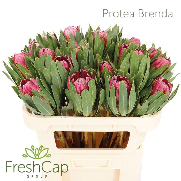 <h4>Protea 'Brenda'</h4>