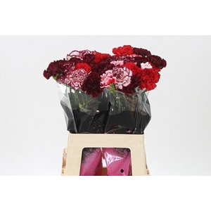 Di St Mix Red