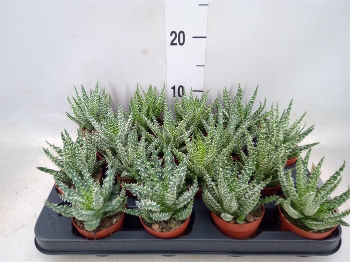 <h4>Aloe humilis</h4>