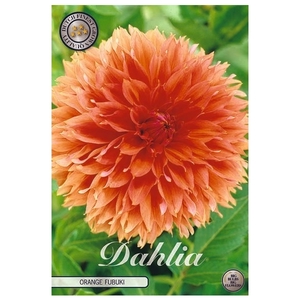 Dahlia Fubuki Orange x 1l