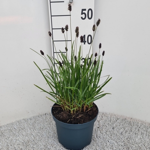 Sesleria Heufleriana P19