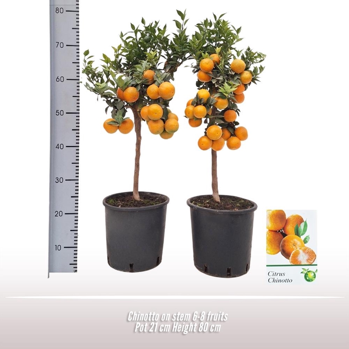 <h4>Citrus   ...</h4>