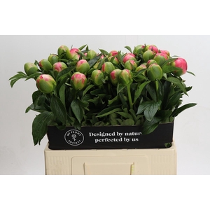 Paenia Pink Hawaiian Coral