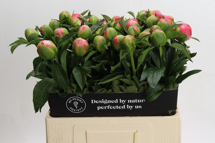 <h4>Paenia Pink Hawaiian Coral</h4>