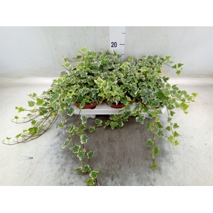 Hedera helix 'White Wonder'