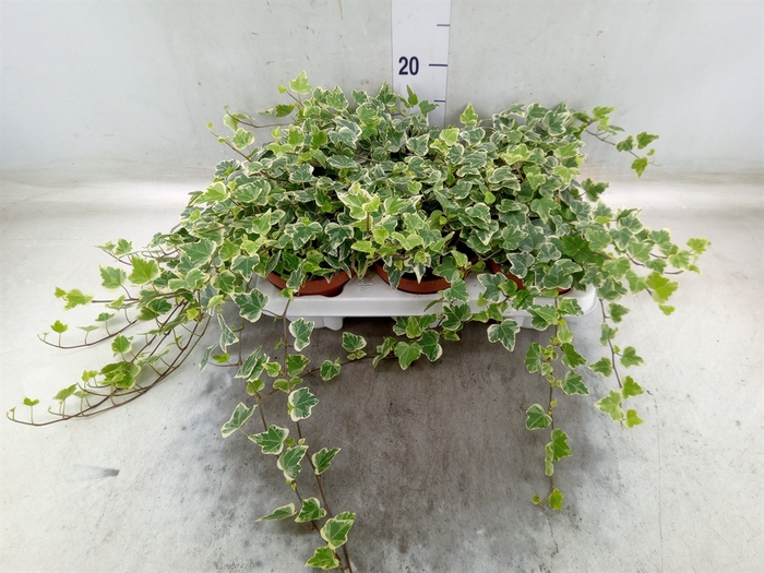 <h4>Hedera helix 'White Wonder'</h4>