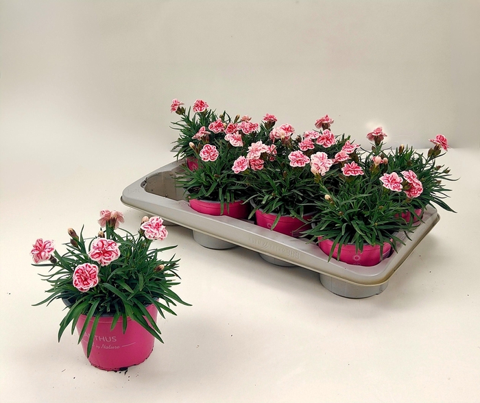 <h4>DIAN RASPBERRY EYES</h4>