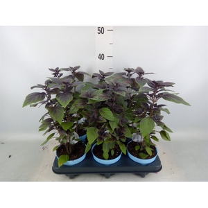 Ocimum basilicum 'Magic Mountain'
