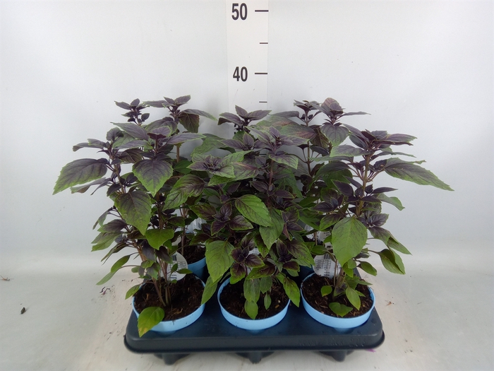 <h4>Ocimum basilicum 'Magic Mountain'</h4>