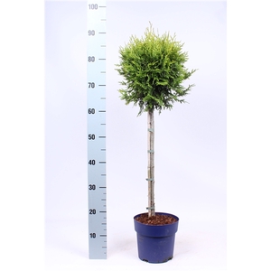 Thuja occ. 'Brabant' - op stam
