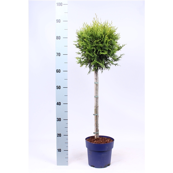 <h4>Thuja occ. 'Brabant' - op stam</h4>