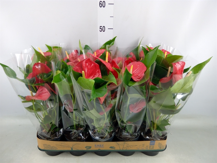 <h4>Anthurium andr. 'Karma Red'</h4>