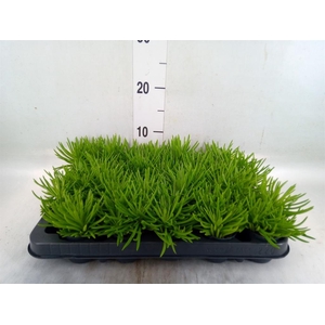 Senecio archeri 'Himalaya'