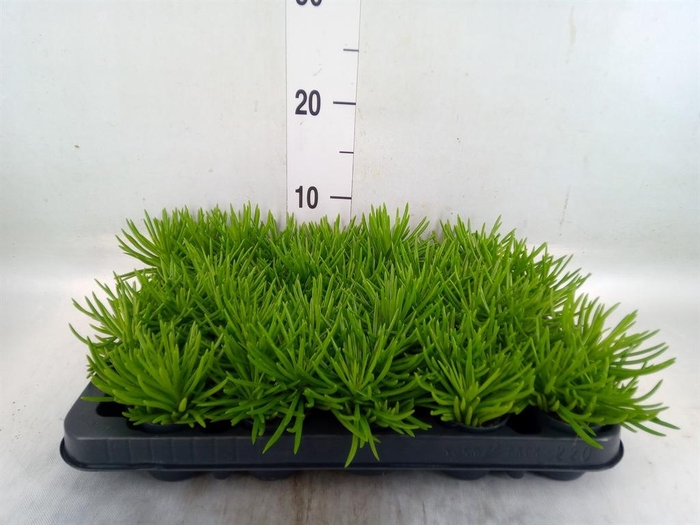 <h4>Senecio archeri 'Himalaya'</h4>