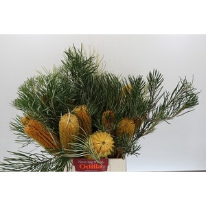 Banksia Collina
