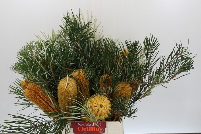 <h4>Banksia Collina</h4>