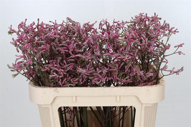 <h4>Anigozanthos pink joey</h4>