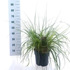 Pennisetum alopecuroides