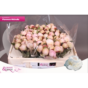 Paeonia Florence Nicholls