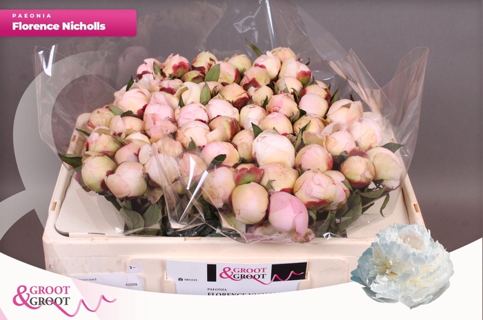<h4>Paeonia Florence Nicholls</h4>