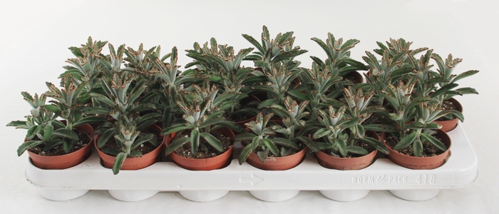 <h4>Kalanchoë Tomentosa Minor</h4>