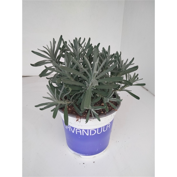 <h4>Lavendel Lavandula Hidcote blue blauw</h4>