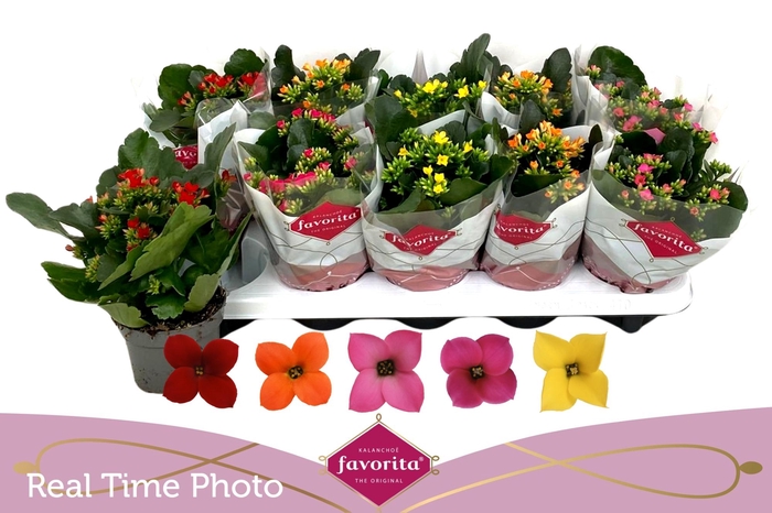 <h4>KAL EN GEM 5 KL</h4>