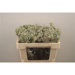 Anigozanthos Bush Diamond Grey