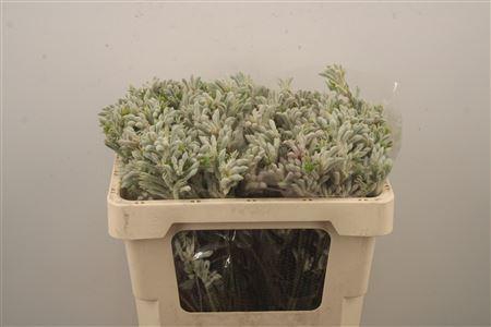 <h4>Anigozanthos Bush Diamond Grey</h4>