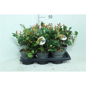 Photinia x fraseri 'Little Red Robin' P17 potgekweekt