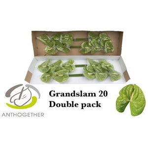 ANTH A GRAND SLAM 20 Double Pack