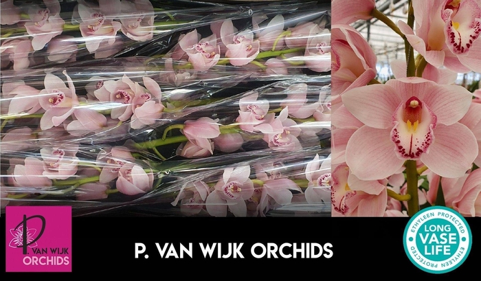 <h4>CYMB GR DELMONTE CYMB T DELMONTE</h4>