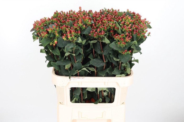 <h4>Hyp Go Cherry</h4>