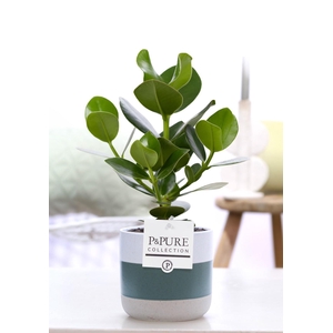 Clusia Rosea Princess in P&PURE Lauren ceramics