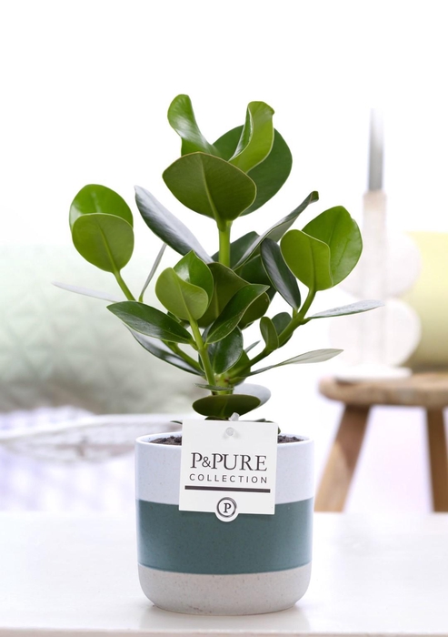 <h4>Clusia Rosea Princess in P&PURE Lauren ceramics</h4>