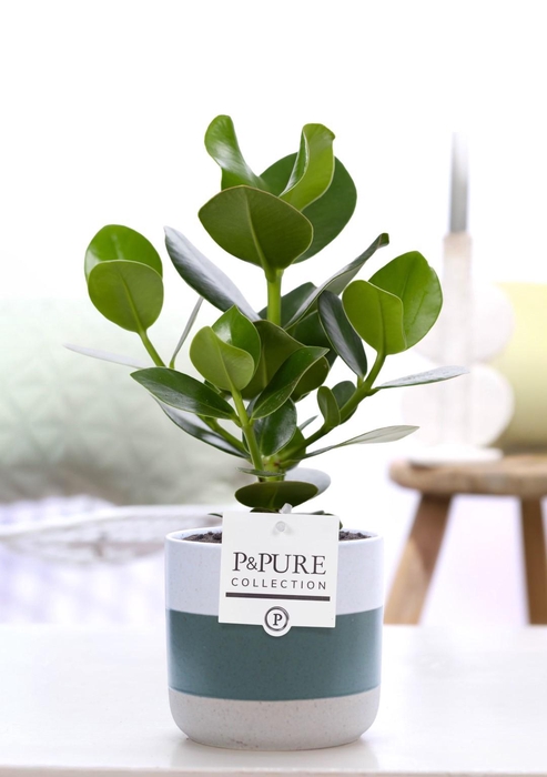 <h4>Clusia Rosea Princess in P&PURE Lauren ceramics</h4>