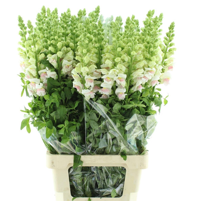 <h4>Antir Op Appleblossom</h4>