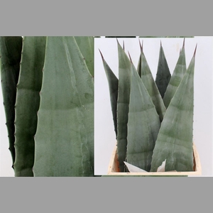 Agave Americana Blue 45cm