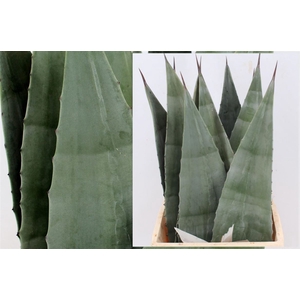 Agave Americana Blue 45cm