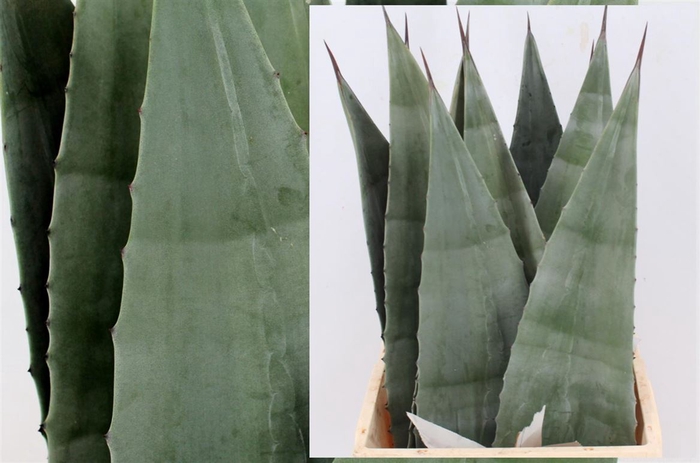 <h4>Agave Americana Blue 45cm</h4>