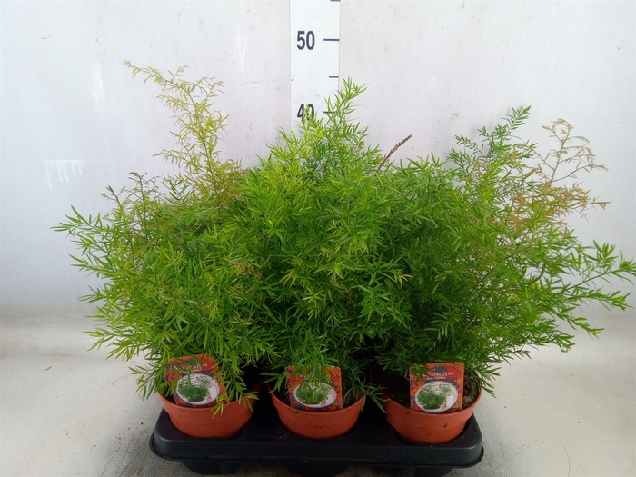<h4>Asparagus dens. 'Cwebe'</h4>