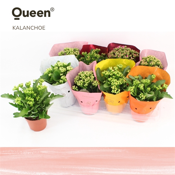 <h4>Kalanchoe Noelle P12 Queen</h4>