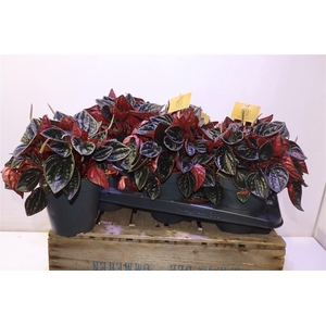 arr8 Pep Ca Rojo Grnade