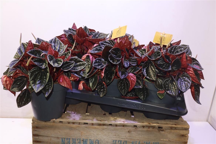 <h4>arr8 Pep Ca Rojo Grnade</h4>