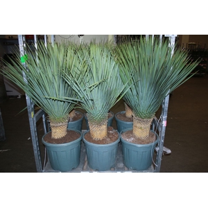 Yucca Rostrata Xl