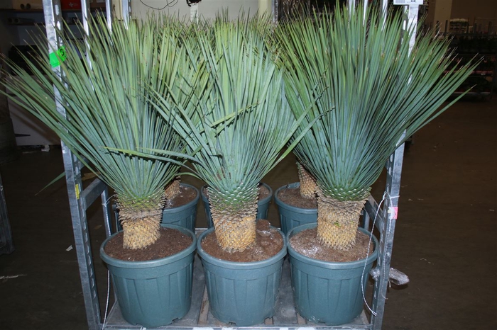 <h4>Yucca Rostrata Xxl</h4>